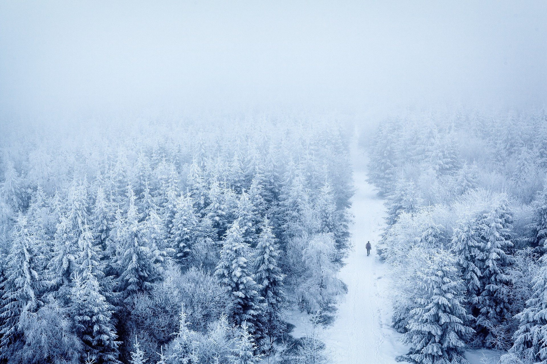 trees-gbabb273c3_1920